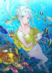 Rule 34 | 1girl, air bubble, aqua eyes, bare legs, barefoot, blush, bubble, camisole, clownfish, commentary request, dsmile, fish, floating hair, freediving, hair ribbon, jellyfish, looking at viewer, moorish idol, original, panties, parted lips, regal blue tang, revision, ribbon, solo, surgeonfish, swimming, tropical fish, turtle, underwater, underwear, white hair, white panties, yellow camisole, yellow ribbon, yellow tang