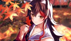 Rule 34 | 1girl, absurdres, animal ear fluff, animal ears, autumn leaves, black hair, blurry, blurry background, blush, closed mouth, collarbone, commentary, day, hair between eyes, highres, holding, holding leaf, hololive, leaf, long hair, looking at viewer, maple leaf, multicolored hair, mushrooming man, ookami mio, ookami mio (1st costume), orange eyes, outdoors, portrait, red hair, sailor collar, smile, solo, streaked hair, two-tone hair, virtual youtuber, wolf ears