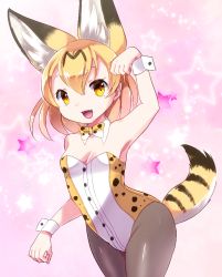 Rule 34 | 10s, 1girl, adapted costume, animal ears, black pantyhose, blonde hair, bow, bowtie, cowboy shot, detached collar, fang, kemono friends, kemoribon, kittysuit, leotard, looking at viewer, multicolored hair, nontraditional playboy bunny, pantyhose, paw pose, serval (kemono friends), serval print, serval tail, short hair, solo, strapless, strapless leotard, striped tail, tail, two-tone hair, wrist cuffs, yellow eyes