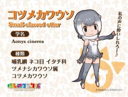 Rule 34 | 1girl, animal ears, extra ears, kemono friends, looking at viewer, official art, simple background, small-clawed otter (kemono friends), solo, tail, yoshizaki mine
