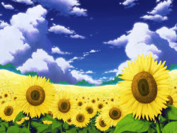 Rule 34 | aoha (twintail), day, female focus, field, flower, looking at viewer, no humans, scenery, sky, sunflower, touhou, wallpaper