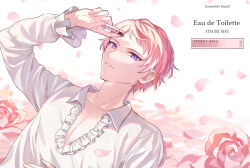 Rule 34 | 1boy, absurdres, collared shirt, commentary request, ensemble stars!, flower, frilled sleeves, frills, highres, holding, itsuki shu, long sleeves, looking at viewer, lying, male focus, on back, open collar, parted lips, petals, pink flower, pink hair, pink rose, purple eyes, rose, shirt, short bangs, short hair, solo, upper body, wednesday 108, white shirt