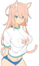 Rule 34 | 1girl, absurdres, animal ears, bad id, bad twitter id, blue buruma, blue eyes, blush, buruma, cat ears, cat tail, closed mouth, cowboy shot, donguri suzume, fang, fang out, highres, long hair, looking at viewer, midriff, navel, pink hair, shirt, short sleeves, simple background, solo, standing, tail, white background, white shirt