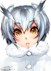 Rule 34 | 10s, 1girl, :&lt;, blush, dated, fur collar, happa (cloverppd), kemono friends, lips, looking at viewer, northern white-faced owl (kemono friends), portrait, short hair, signature, silver hair, simple background, solo, white background, yellow eyes