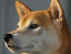Rule 34 | animal focus, chiroinu, close-up, dog, grey background, lowres, no humans, portrait, realistic, shiba inu, simple background, solo