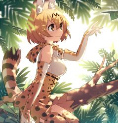 Rule 34 | 10s, 1girl, animal ears, bare shoulders, blush, bow, bowtie, breasts, brown eyes, cat ears, cat tail, commentary, cross-laced clothes, dappled sunlight, day, elbow gloves, forest, from side, gloves, hair between eyes, hand up, hijiri (resetter), in tree, japari symbol, kemono friends, leaf, looking away, medium breasts, nature, orange hair, outdoors, paper airplane, serval (kemono friends), serval print, serval tail, shirt, short hair, sitting, sitting in tree, skirt, sleeveless, sleeveless shirt, smile, solo, striped tail, sunlight, tail, tareme, tree, white shirt