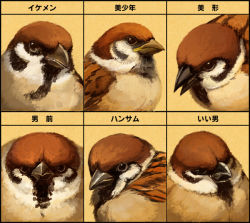 Rule 34 | animal focus, bird, chart, eurasian tree sparrow, expression chart, expressions, hscatter, no humans, original, simple background, sparrow, translation request, yellow background