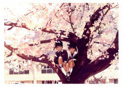 Rule 34 | 2boys, androgynous, artist name, beret, black eyes, black hair, building, cherry blossoms, closed mouth, commentary request, dappled sunlight, day, expressionless, flower, hat, in tree, kashiwagi chisame, light smile, long sleeves, looking at viewer, male focus, multiple boys, original, outdoors, sailor collar, school uniform, shoes, short shorts, shorts, sitting, sitting in tree, socks, spring (season), sunlight, tree, white legwear, wide shot