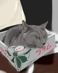 Rule 34 | box, cat, green eyes, in box, in container, murasaki iro, no humans, original, photorealistic, realistic