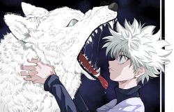 Rule 34 | 1boy, animal, blue background, blue eyes, drooling, hands up, highres, hunter x hunter, killua zoldyck, long sleeves, male focus, mike (hunter x hunter), open mouth, outstretched arms, parted lips, pet, portrait, profile, saliva, sharp teeth, smile, spiked hair, sudou (sudoyoji), teeth, tongue, tongue out, turtleneck, white hair, wolf
