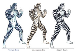Rule 34 | 1boy, abs, alternate color, artist request, blank eyes, clenched hands, full body, highres, kinnikuman, kinnikuman zebra, large pectorals, manly, multiple views, muscular, pectorals, serious, simple background, solo, standing, wrestling, wrestling mask, wrestling outfit