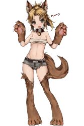 Rule 34 | 1girl, animal ear fluff, animal ears, animal hands, bad id, bad pixiv id, bare shoulders, belt, belt buckle, blonde hair, blush, breasts, buckle, claws, collarbone, cutoffs, dog ears, dog girl, dog paws, dog tail, fang, fate (series), forehead, full body, grey shorts, hands up, highleg shorts, highres, large tail, legs, light blush, looking at viewer, micro shorts, midriff, mordred (fate), mordred (fate/apocrypha), navel, open mouth, pigeon-toed, short hair, short shorts, shorts, simple background, small breasts, solo, standing, stomach, tail, third-party source, underboob, v-shaped eyebrows, w arms, white background, widow&#039;s peak