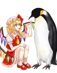 Rule 34 | 1girl, ascot, bird, blonde hair, bloomers, bobby socks, collared shirt, commentary request, crystal, emperor penguin, eyelashes, flandre scarlet, frilled shirt collar, frilled skirt, frilled sleeves, frills, hat, hat ribbon, highres, korean commentary, kuya (hey36253625), mary janes, medium hair, mob cap, nail polish, one side up, open mouth, penguin, pointy ears, puffy short sleeves, puffy sleeves, red eyes, red footwear, red nails, red ribbon, red skirt, red vest, ribbon, shirt, shoes, short sleeves, side ponytail, simple background, sitting, skirt, skirt set, socks, touhou, underwear, vest, white background, white bloomers, white headwear, white legwear, white shirt, wings, yellow ascot