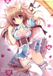 Rule 34 | 1girl, absurdres, animal ears, arm ribbon, bed, black ribbon, blue dress, bow, bow panties, bra, breasts, bridal garter, brown eyes, brown hair, cameltoe, cat ears, cat girl, cat tail, cleavage, closed mouth, clothes lift, collared shirt, dress, dress lift, frilled dress, frills, from above, gluteal fold, highres, long hair, looking at viewer, lying, medium breasts, nanaroba hana, neck ribbon, on back, on bed, original, panties, petals, pink bra, pink panties, puffy sleeves, ribbon, shirt, short dress, single hair intake, smile, solo, tail, thighhighs, translation request, unbuttoned dress, underwear, undone neck ribbon, white thighhighs