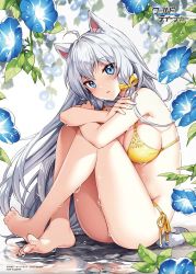 Rule 34 | 1girl, ahoge, animal ears, artist name, bare arms, bare legs, bare shoulders, barefoot, bikini, blue eyes, blue flower, bow, commentary request, copyright name, emilia (world teacher), fingernails, floral background, flower, full body, hair bow, knees up, leaf, logo, long hair, looking at viewer, nardack, official art, side-tie bikini bottom, silver hair, sitting, solo, string bikini, swimsuit, tail, toes, water, water drop, wet, world teacher -isekaishiki kyouiku agent-, yellow bikini, yellow bow
