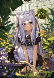 Rule 34 | 1girl, animal ear fluff, animal ears, apron, black dress, black ribbon, blush, closed mouth, collared dress, commentary request, day, dress, eyebrows hidden by hair, flower, flower pot, frilled apron, frills, grey eyes, grey hair, hair ribbon, highres, indoors, kgt (pixiv12957613), leaf, neck ribbon, orange flower, original, plant, puffy short sleeves, puffy sleeves, purple flower, red ribbon, ribbon, short sleeves, smile, solo, two side up, white apron, yellow flower