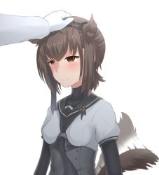 Rule 34 | 10s, 1boy, 1girl, anchor symbol, artist name, black gloves, blush, bodysuit, breasts, brown eyes, brown hair, corset, disco brando, dog tail, gloves, hachimaki, hair flaps, hairband, hand on another&#039;s head, hatsuzuki (kancolle), head pat, headband, highres, kantai collection, kemonomimi mode, long sleeves, meme, out of frame, headpat, school uniform, serafuku, short hair, short sleeves, simple background, small breasts, smile, tail, tail wagging, upper body, when you see it, white background, white gloves