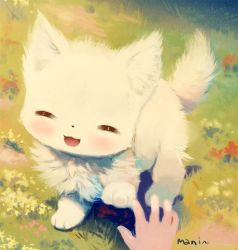 Rule 34 | :3, :d, bad id, bad pixiv id, blush, cat, commentary request, closed eyes, grass, highres, manino (mofuritaionaka), open mouth, original, pov, pov hands, signature, smile, white cat