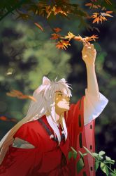 Rule 34 | 1boy, animal ears, autumn leaves, blurry, depth of field, dog ears, forest, from side, grey hair, haori, highres, inuyasha, inuyasha (character), japanese clothes, jewelry, long hair, nature, necklace, shaded face, sidelocks, solo, upper body, wide sleeves, yellow eyes, yuigacyako