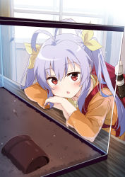 Rule 34 | 1girl, absurdres, animal, antenna hair, backpack, bag, blush, brown shirt, chestnut mouth, commentary request, fish tank, flute, hair between eyes, hair ribbon, highres, indoors, instrument, long hair, long sleeves, looking at viewer, miyauchi renge, mousou (mousou temporary), non non biyori, parted lips, purple hair, randoseru, recorder, recording, red eyes, ribbon, shirt, solo, twintails, window, yellow ribbon