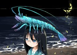 Rule 34 | 1girl, animal, animal on head, black hair, blue eyes, glasses, long hair, on head, original, shrimp, tsukumizu yuu