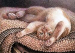 Rule 34 | absurdres, animal, artist name, cat, colored pencil (medium), commentary, commentary request, highres, lying, miwa kasumi (catportrait), on back, original, rug, solo, tabby cat, traditional media, whiskers