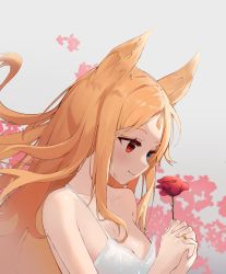 Rule 34 | 1girl, absurdres, alternate costume, animal ears, archetto (arknights), arknights, blonde hair, blue eyes, blush, breasts, camisole, cleavage, closed mouth, flan ling, flower, from side, heterochromia, highres, holding, holding flower, jewelry, long hair, medium breasts, red eyes, red flower, red rose, ring, rose, smile, solo, strap slip, upper body, very long hair, white background