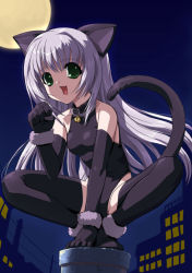 Rule 34 | animal ears, bell, black thighhighs, cat ears, cat tail, collar, csy, elbow gloves, gloves, green eyes, kittysuit, leotard, neck bell, nontraditional playboy bunny, open mouth, silver hair, solo, squatting, tail, thighhighs