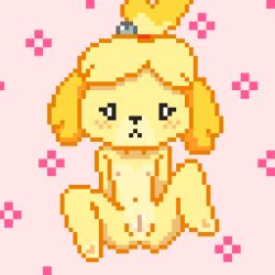 Rule 34 | 1girl, animal crossing, animal ears, animal nose, arms at sides, barefoot, blonde hair, blush, body fur, cleft of venus, completely nude, dog ears, dog girl, female focus, flat chest, full body, furry, furry female, hair bobbles, hair ornament, hair tie, isabelle (animal crossing), lewlem, light blush, navel, nintendo, nipples, nude, parted bangs, pink background, pixel art, pussy, short hair, sitting, solo, spread legs, topknot, two-tone fur, yellow fur