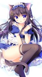 Rule 34 | 1girl, animal ears, apron, between legs, black hair, black ribbon, black thighhighs, blue dress, blue ribbon, blush, bow, braid, breasts, cat ears, cat tail, chestnut mouth, cleavage, collarbone, dress, hair bow, hair ribbon, hand between legs, highres, jpeg artifacts, long hair, looking at viewer, maid, no shoes, open mouth, original, purple eyes, ribbon, sasai saji, short sleeves, small breasts, solo, tail, thighhighs, very long hair, white apron, white bow