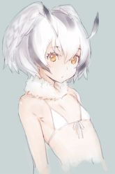 Rule 34 | 10s, 1girl, bad id, bad twitter id, bikini, brown eyes, child, commentary request, flat chest, front-tie top, fur collar, grey hair, hair between eyes, head wings, kawata hisashi, kemono friends, looking at viewer, multicolored hair, northern white-faced owl (kemono friends), open mouth, short hair, sketch, solo, swimsuit, white bikini, white hair, wings