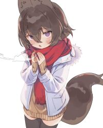 Rule 34 | 1girl, :o, animal ears, black thighhighs, blush, breath, brown hair, coat, dog ears, dog tail, fur-trimmed coat, fur trim, hair between eyes, long sleeves, looking at viewer, open mouth, original, purple eyes, red scarf, scarf, simple background, sleeves past wrists, solo, sweater, tail, thighhighs, white background, wolflove, zettai ryouiki