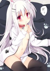 Rule 34 | 1girl, animal collar, animal ears, breasts, collar, dan ball, dog ears, dog tail, finger to mouth, hair ornament, hairclip, hood, hoodie, koinu-chan, long hair, long sleeves, naked hoodie, navel, open clothes, open hoodie, original, paw print, red eyes, sitting, small breasts, tail, thighhighs, white hair