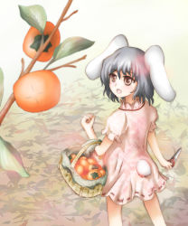Rule 34 | 1girl, animal ears, blurry, cowboy shot, day, depth of field, female focus, food, from above, fruit, highres, inaba tewi, kanja, knj, outdoors, persimmon, plant, rabbit ears, rabbit girl, rabbit tail, short hair, solo, standing, tail, touhou
