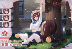 Rule 34 | 1girl, animal ears, arms up, artist request, azur lane, bag, black footwear, blue neckwear, bracelet, brown hair, closed mouth, commentary request, expressions, grass, highres, jewelry, looking at viewer, manjuu (azur lane), midriff, navel, official alternate costume, official art, outdoors, promotional art, red eyes, sakura empire (emblem), school bag, school uniform, serafuku, short hair, short sleeves, sitting, skirt, squirrel ears, squirrel tail, stretching, tail, thighhighs, tree, wakaba (a healthy dose of sunshine!) (azur lane), wakaba (azur lane), white thighhighs