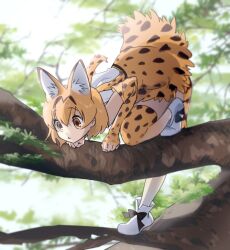 Rule 34 | 1girl, :&lt;, absurdres, animal ears, bent over, blonde hair, boots, cat ears, cat girl, cat tail, day, elbow gloves, full body, gloves, highres, in tree, kemono friends, nyancul, outdoors, ribbon, serval (kemono friends), serval print, shirt, short hair, skirt, sleeveless, sleeveless shirt, solo, tail, thighhighs, tree, yellow eyes