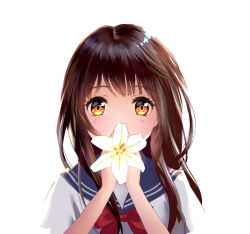 Rule 34 | 1girl, bow, bowtie, brown hair, commentary request, covering own mouth, flower, highres, holding, holding flower, lily (flower), long hair, looking at viewer, orange eyes, original, red bow, red bowtie, school uniform, serafuku, sidelocks, simple background, solo, uniform, upper body, white background, white flower, yin.