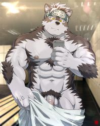 Rule 34 | 1boy, abs, ainu clothes, animal ears, bara, chest hair, furry, furry male, grey fur, grey hair, headband, highres, holding, holding phone, horkeu kamui, large pectorals, locked arms, looking at viewer, male focus, male pubic hair, muscular, muscular male, naked towel, navel, nipples, pectorals, penis, penis peek, phone, pubic hair, rossciaco, scar, scar on arm, scar on chest, selfie, short hair, solo, stomach, thighs, tokyo houkago summoners, topless male, towel, two-tone fur, wet, white fur, wolf boy, wolf ears, yellow eyes