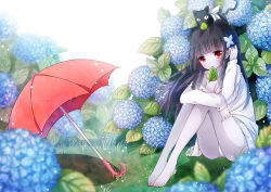 Rule 34 | 10s, 1girl, baabu, bandages, barefoot, black hair, blurry, cat, depth of field, dew drop, emia wang, flower, hair ornament, hairclip, highres, hydrangea, leaf, long hair, mouth hold, on ground, pale skin, red eyes, sanka rea, sankarea, shirt, sitting, solo, toes, umbrella, water drop, wet, zombie