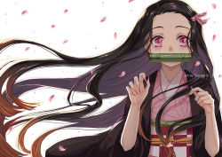 Rule 34 | 1girl, bamboo, bit gag, black hair, brown hair, checkered sash, commentary, fingernails, floating hair, forehead, gag, gradient hair, hair ribbon, hands up, japanese clothes, kamado nezuko, kimetsu no yaiba, kimono, long hair, looking at viewer, mouth hold, multicolored hair, obi, open clothes, parted bangs, petals, pink eyes, pink kimono, pink ribbon, ribbon, sash, sharp fingernails, short sleeves, simple background, solo, ten-chan (eternal s), upper body, very long fingernails, very long hair, white background