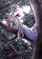 Rule 34 | 1girl, animal ears, arm support, barefoot, bow, dappled sunlight, dress, flower, from below, frown, hair bow, in tree, jitome, leg up, long hair, looking at viewer, lying, on stomach, original, ramuya (lamb), red eyes, rose, short eyebrows, sleeveless, sleeveless dress, solo, sunlight, the pose, tree, branch, white hair, wolf ears