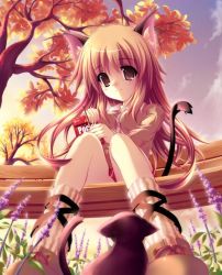 Rule 34 | 1girl, animal ears, autumn, bench, cat, cat ears, cat tail, food, long hair, original, park bench, pocky, solo, tail, yamamoto nori