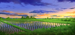 Rule 34 | cloud, field, haimei1980, landscape, nature, no humans, outdoors, reflection, rice paddy, scenery, sky, tree, twilight, water
