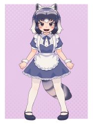 Rule 34 | 1girl, alternate costume, an-chan (ananna0315), animal ears, apron, black footwear, blue bow, blue bowtie, blue dress, blush, bow, bowtie, brown eyes, collar, collared dress, commentary, common raccoon (kemono friends), dress, enmaided, fangs, frilled apron, frilled collar, frilled dress, frills, full body, grey hair, hair bow, highres, kemono friends, looking at viewer, maid, maid headdress, mary janes, multicolored hair, open mouth, puffy short sleeves, puffy sleeves, raccoon ears, raccoon girl, raccoon tail, shoes, short dress, short hair, short sleeves, solo, suspenders, symbol-only commentary, tail, white apron, white hair, wrist cuffs