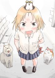 Rule 34 | 1girl, animal, animal on head, bad id, bad twitter id, bird, bird on head, blonde hair, blue skirt, blush, brown footwear, cat, collared shirt, commentary request, copyright request, dog, fisheye, forehead, foreshortening, grey eyes, hand on own hip, hare (tetterutei), highres, looking at viewer, on head, open mouth, outdoors, pleated skirt, red ribbon, ribbon, shirt, shoes, short sleeves, skirt, socks, solo, utility pole, white socks, wing collar