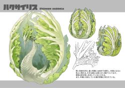 Rule 34 | animal focus, cabbage, character name, dragon, english text, food focus, from side, full body, highres, japanese text, kumakoro (tetsupag), leaf, looking at viewer, mixed-language text, multiple views, no humans, original, partially colored, profile, red eyes, simple background, spikes, white background