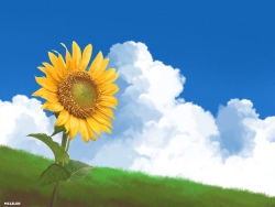 Rule 34 | blue sky, blurry, blurry background, cloud, commentary, day, depth of field, english commentary, field, flower, grass, highres, making-of available, mclelun, no humans, original, outdoors, photoshop (medium), scenery, signature, sky, still life, sunflower