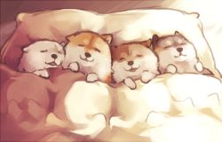 Rule 34 | animal, animal focus, bed, blanket, dog, closed eyes, ginziro, lying, no humans, on back, original, pillow, puppy, shiba inu, sleeping, traditional media, under covers