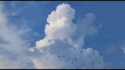 Rule 34 | bird, blue sky, cloud, commentary, day, gerar dc, no humans, original, outdoors, scenery, sky, sky focus, symbol-only commentary