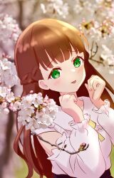 Rule 34 | 1girl, :p, blunt bangs, blurry, blurry background, blush, braid, brown hair, cherry blossoms, clenched hands, closed mouth, commentary request, detached sleeves, dutch angle, french braid, green eyes, half updo, hands up, long hair, long sleeves, looking at viewer, love live!, love live! superstar!!, photo background, puffy long sleeves, puffy sleeves, ribbon, sakurakoji kinako, shirt, sidelighting, solo, tongue, tongue out, white shirt, white sleeves, yellow ribbon, yutuki ame